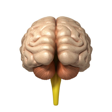 medically accurate illustration of the brain 3d render