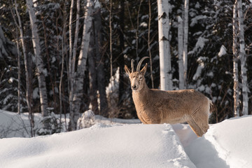 Wall Mural - bouquetin femelle dans la neige