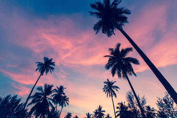silhouettes of palm trees against the sky at dusk.