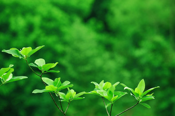 new growing green leaf in spring day, vertical composition