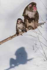 Wall Mural - macaques japonais sur une branche dénudée, en hiver, leurs ombres sur la neige, une femelle et son petit