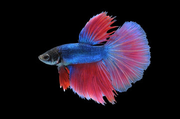 Wall Mural - Betta fish (half moon) or Siamese fighting fish on black background