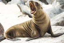 Galapagos Sea Lion Roaring.