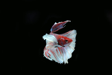 Wall Mural - Betta fish (half moon) or Siamese fighting fish on black backgro