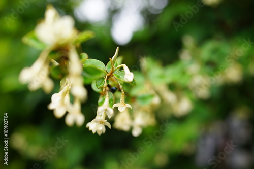 グミの木 花 白い花 Stock 写真 Adobe Stock