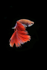 Wall Mural - Betta fish (half moon) or Siamese fighting fish on black background