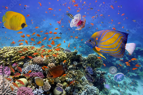 Fotografía Arrecifes de coral y peces tropicales en el Mar Rojo