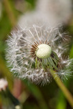 Fototapeta Dmuchawce - Dandelion on the meadow at greens background. Close up