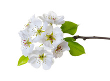  Blossoms Isolated On White