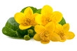 Yellow flowers of caltha (Caltha palustris) on white background