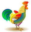 Illustration of beautiful cock on white background, vector cartoon image.