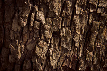 Old Tree Bark Texture