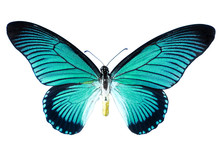 Papilio Zalmoxis, Bold Blue Birdwing, Isolated On White. Turquoise Butterfly.