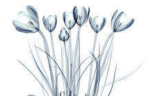 X-ray Image Of A Flower Isolated On White , The Crocus