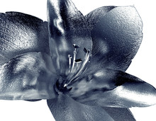 Metal Flower Isolated On White , The Amaryllis