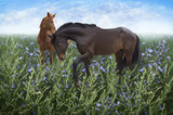 Fototapeta Sypialnia - a pair of horses in the meadow among the flowers