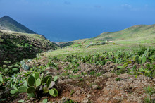 Cactus (Opuntia Ficus-Barbarica) And Aloe Vera Shrubs On The Slopes Of Gully In The Cliffs Of Teno Alto
Teno Rural Park, Tenerife, Canary Islands, Spain