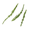 samphire branches on a white background