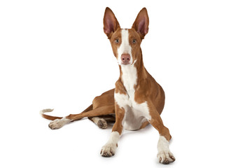 Podenco ibicenco dog isolated on white