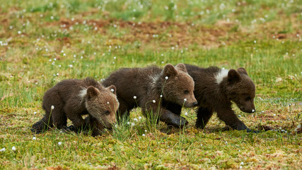 Wall Mural - three brown bear cubs