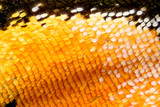 Extreme magnification - Butterfly wing on microscope