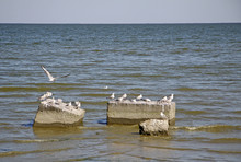 Seagulls Sitting On The Concrete Blocks In Taganrog Bay Of Sea Of Azov, Russia