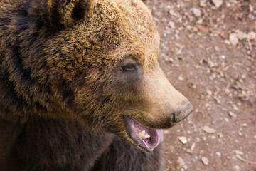 brown bear.