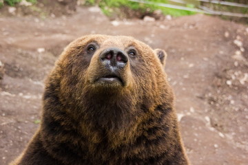 brown bear.