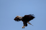 Fototapeta  - An American Bald Eagle landing on a treee on a beautiful day.