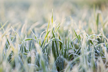 Wheat During Frost  