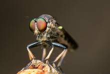 Robber Fly / An Extreme Macro Shot Of A Robber Fly / Close Up Of Robber Fly (Asilidae) Or Assassin Fly Waiting In Ambush For Its Prey / Close-up Of Robber Fly