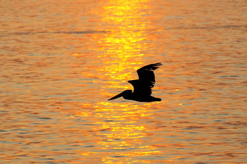 Wall Mural - Silhouetted pelican at sunrise in Paracas National Reserve, Peru