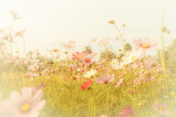 Wall Mural - cosmos flower blossom in garden
