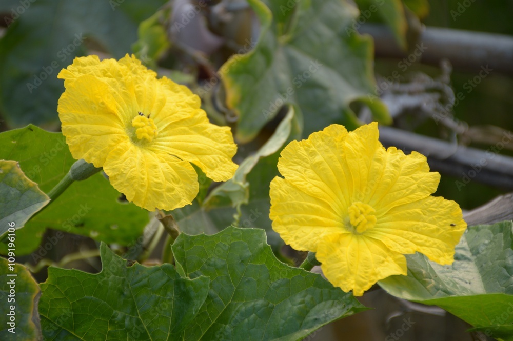Sponge Gourd flower in garden - Luffa cylindrica Stock Photo | Adobe Stock