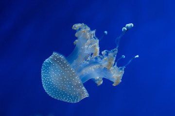 Sticker - White-spotted jellyfish (Phyllorhiza punctata).