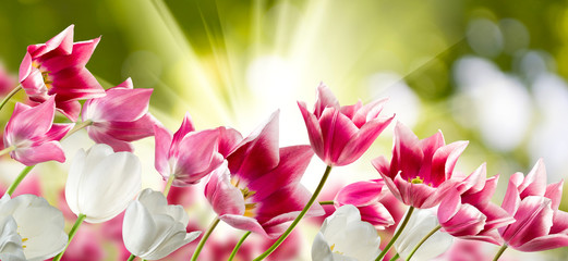  beautiful flowers on blurred green background closeup
