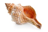 Fototapeta Uliczki - sea shell isolated on white