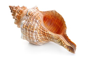 sea shell isolated on white