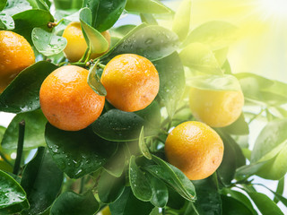 Ripe tangerine fruits on the tree in the sunlight.