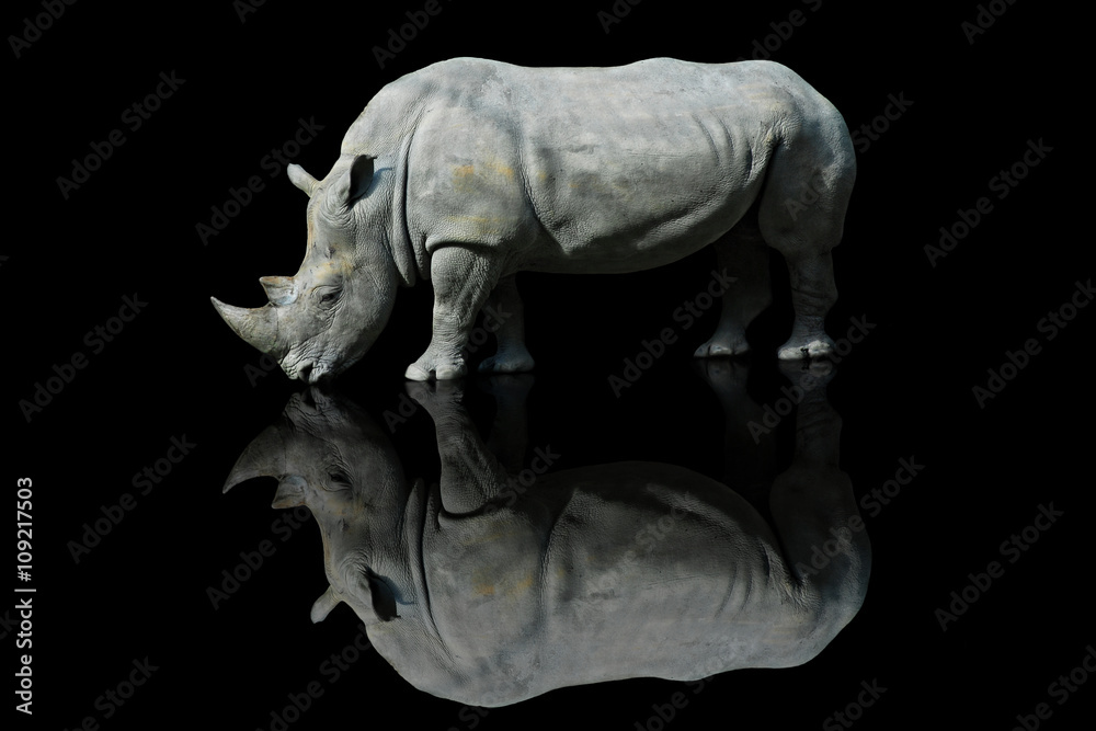 Nosorożec z pochylonym łbem na czarnym tle z efektem odbicia czarnej pleksy - obrazy, fototapety, plakaty 