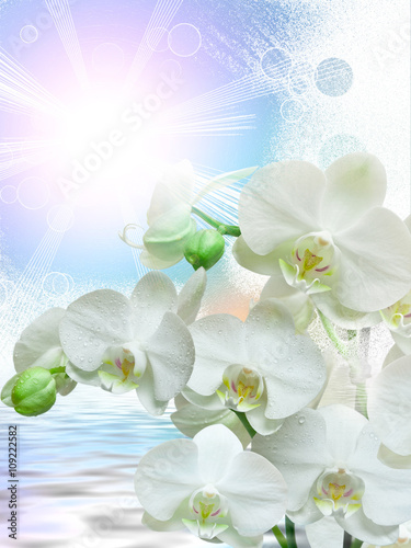 Dekoracja na wymiar  kwiat-orchidei-z-bliska