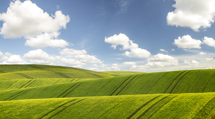 Wall Mural - green field of young corn on a background of blue sky and white clouds