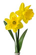 beautiful daffodisl  on white background