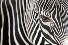 Close Up Of A Zebra