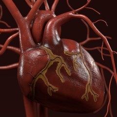 3d renderings of human circulatory system