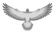 Grey eagle