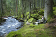 © Johnér - Boy relaxing by stream in forest
