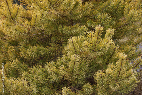 Fotografia, Obraz Gold coin golden scotch pine (Pinus sylvestris Gold coin)
