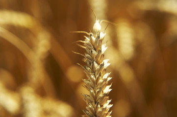 Yellow grain ready for harvest growing in a farm field