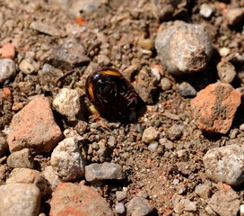 porcellino di terra (armadillidium vulgare